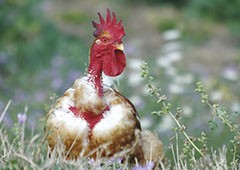 Naked Neck backyard chicken