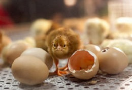 newly-hatched-chicks-incubation-process
