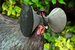virtual reality chicken