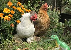 Pekin bantam chicken in backyard