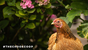 pet chicken in spring garden backyard