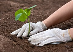 planting-pumpkin-sprout