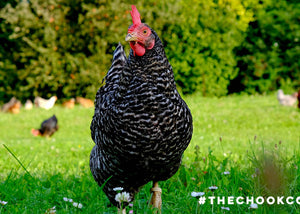 plymouth rock chicken free range foraging in backyard