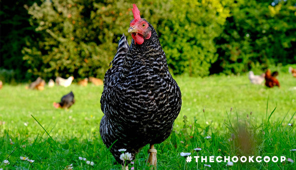 plymouth rock chicken free range foraging in backyard