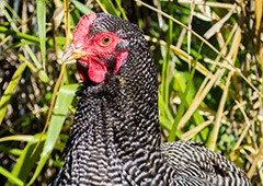 plymouth rocks are a docile, friendly and versatile backyard chicken