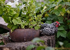 Without a nesting box chickens will lay anywhere