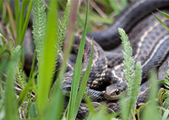 chicken predator snake