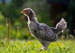 pullet chicken in backyard