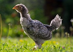 pullet chicken