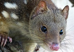 Chicken predator: Australian quoll