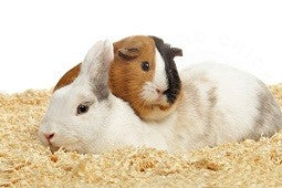 Although they are both friendly, rabbits and guinea pigs don't always get along