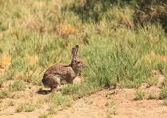 Despite making lovely pets, rabbits are considered pests in some parts of Australia