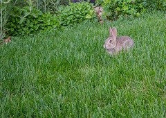 Rabbit hopping through backyard grass
