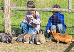 Children feeding rabbits through a wire fence
