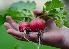 radishes