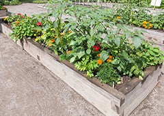 raised-garden-bed