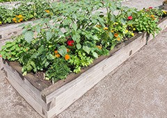 raised-garden-beds