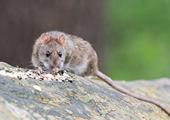 rat in backyard eating grain