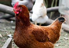 Rhode Island Red chicken