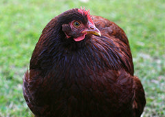 Chicken Rhodia 5 Reasons to Love Rhode Island Red Chickens