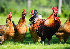 Rooster and chicken flock