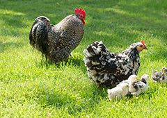 rooster, full grown hen, and baby chickens in backyard