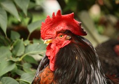 Smug rooster chicken