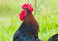 rooster-crowing