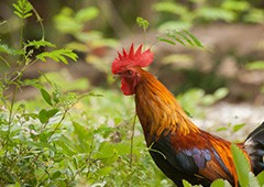 chickens love to eat fresh fruits, vegetables and other plants