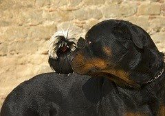 polish chicken and dog relaxing together