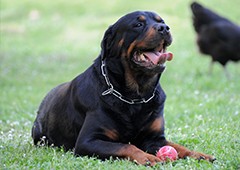 rottweiler-dog-with-chicken