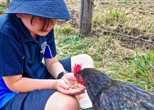 The Ultimate Guide to Keeping Chickens in School