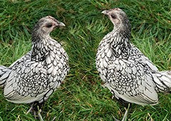 Sebright chicken breed in backyard