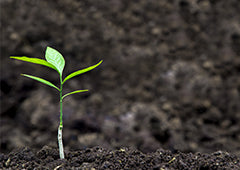 Seedling fertilised with manure tea