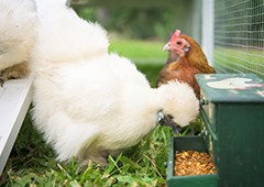 Silkie bantam chicken feeding in penthouse backyard coop