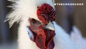 silkie chicken with healthy rose comb