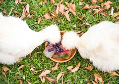 Silkie chickens eating frozen berries and watermelon