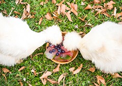 Silkie chickens eating frozen berries and watermelon