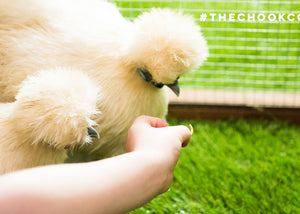 silkie chickens eating mealworms