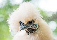 silkie-head