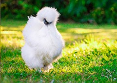 chickens may need a little extra help from their keeper in summer