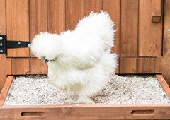 silkie-on-hemp-bedding-in-a-cleaning-tray