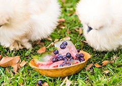 silkies-eating-frozen-berries