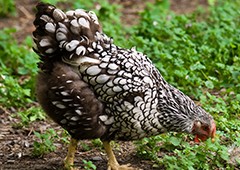 silver-laced-wyandotte