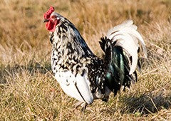 the silver spangled hamburg is a beautiful and friendly chicken breed