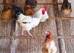 sussex-and-other-chickens-roosting