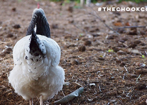 sussex free range chicken in backyard