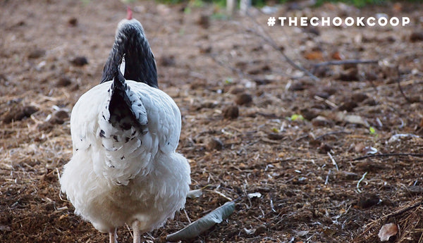 sussex free range chicken in backyard