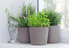 herb are healthy and fragrant