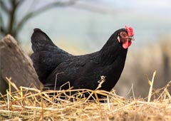 Black Australorp chicken in straw pile